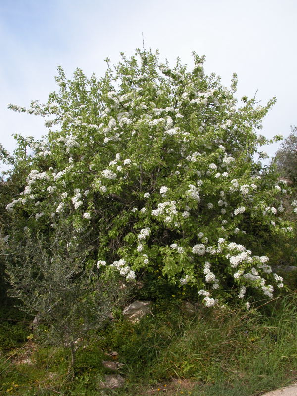 albero da identificare 18 - Pyrus communis